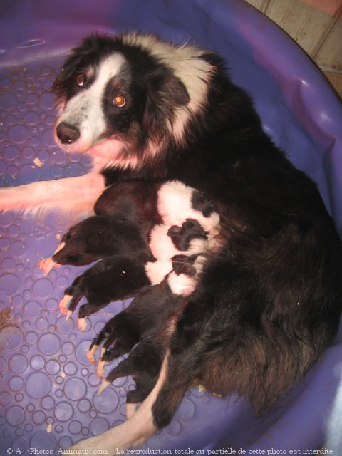 Photo de Border collie