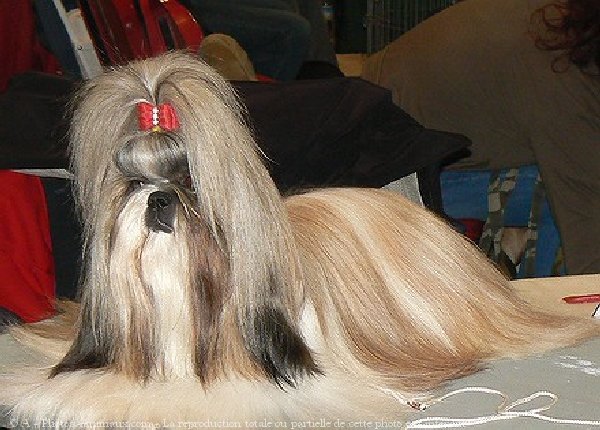 Photo de Shih tzu