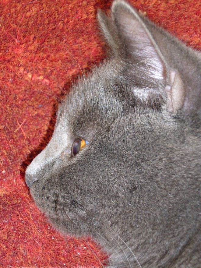 Photo de Chartreux