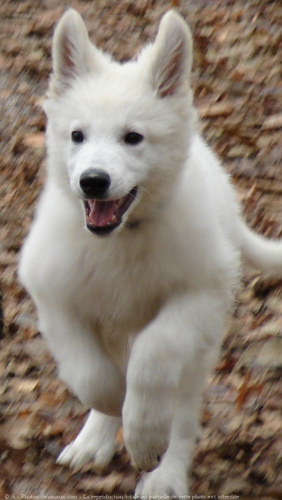 Photo de Berger blanc suisse