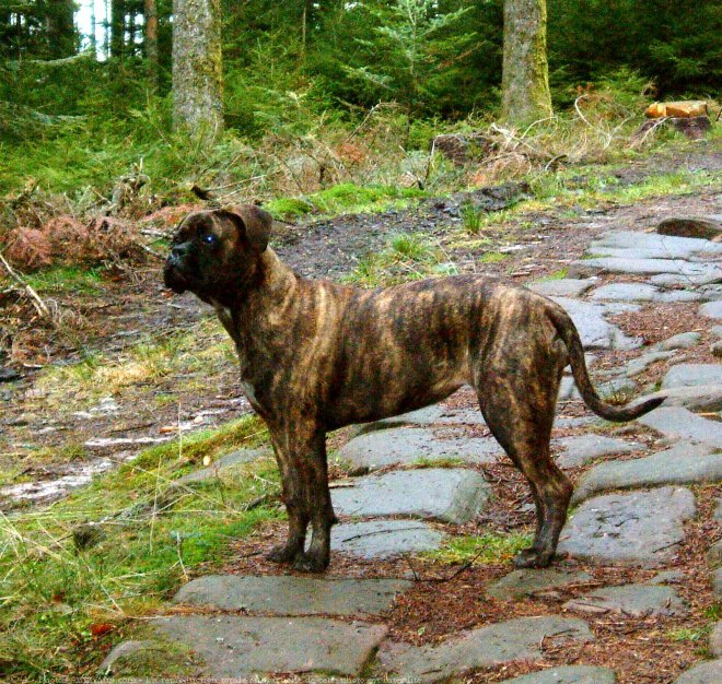 Photo de Bullmastiff