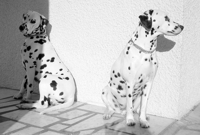 Photo de Dalmatien