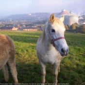 Photo de Camargue