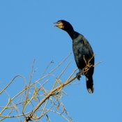 Photo de Cormorans hupps