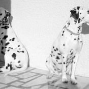 Photo de Dalmatien