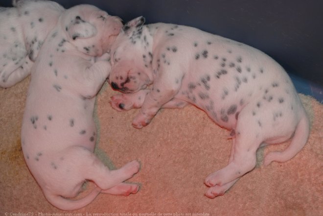 Photo de Dalmatien