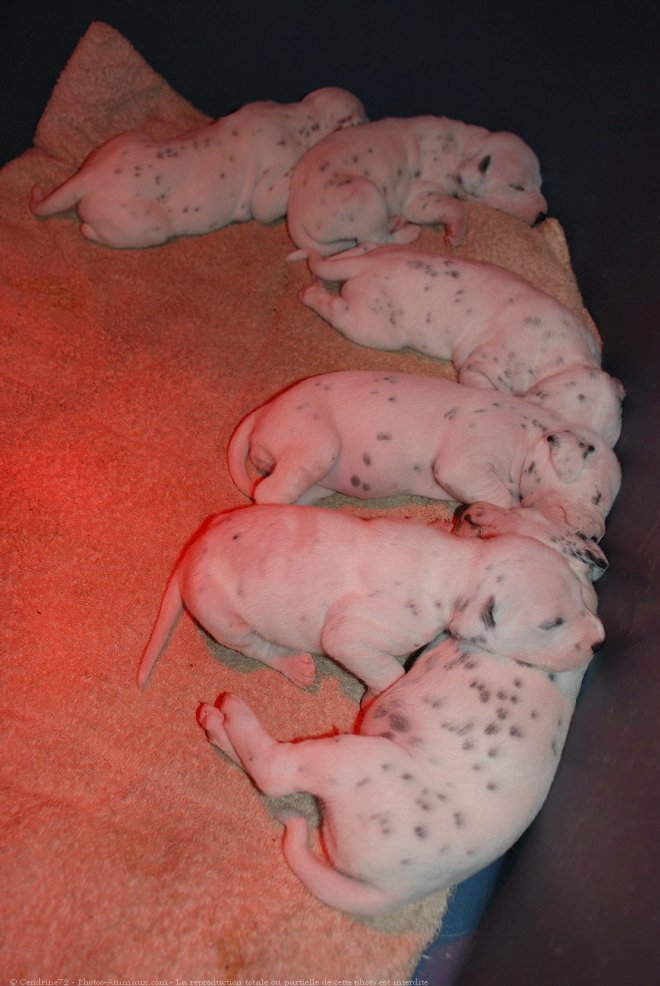 Photo de Dalmatien