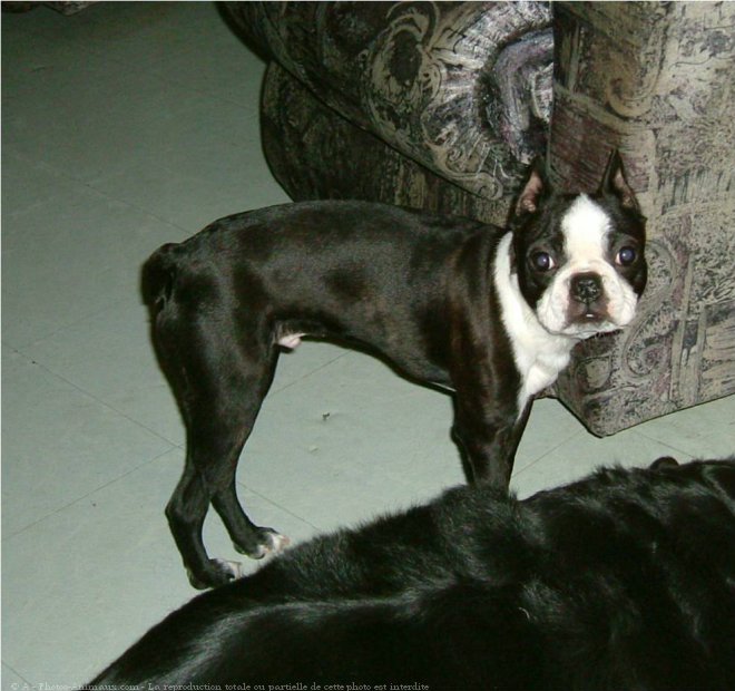 Photo de Boston terrier