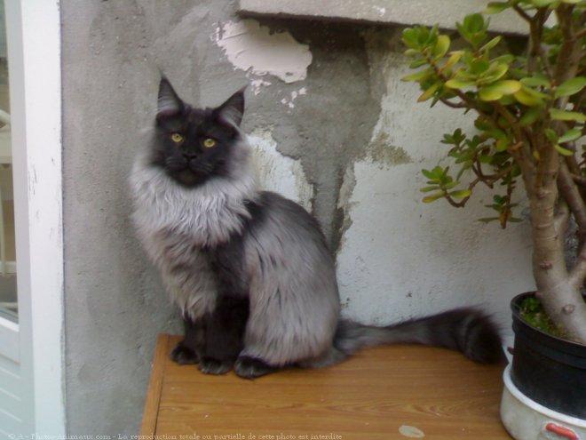 Photo de Maine coon