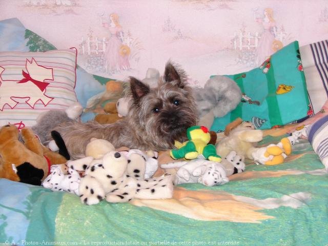 Photo de Cairn terrier