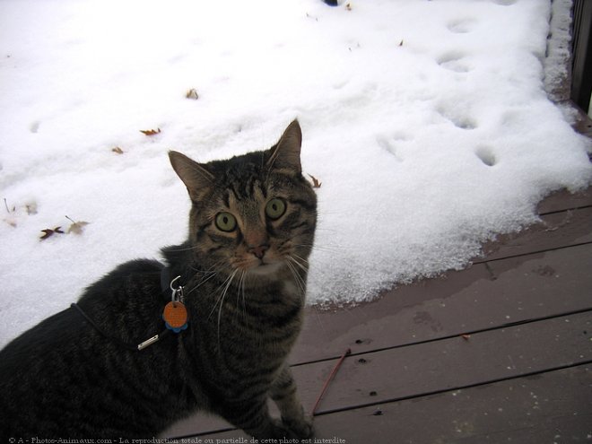 Photo de Chat domestique