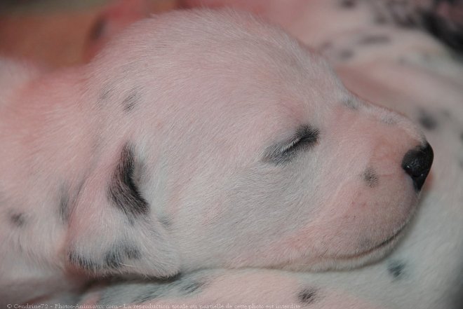 Photo de Dalmatien