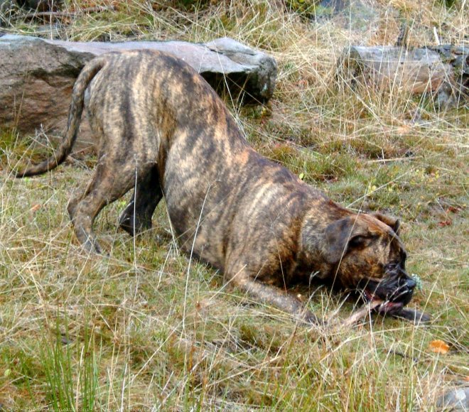 Photo de Bullmastiff