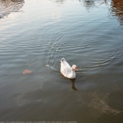 Photo d'Oie blanche