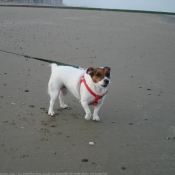 Photo de Jack russell terrier