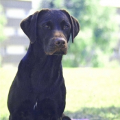 Photo de Labrador retriever