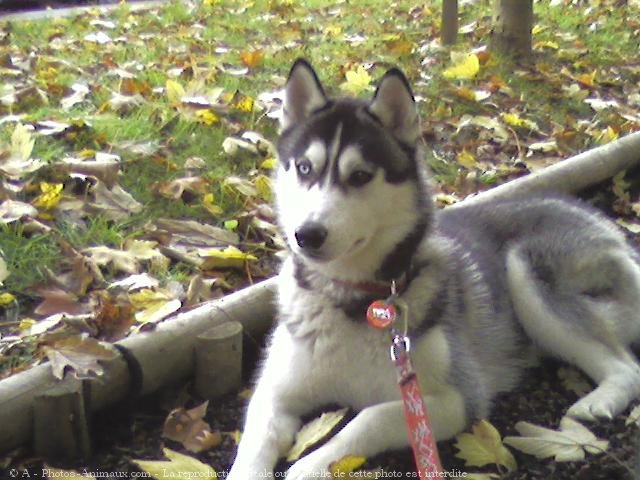 Photo de Husky siberien