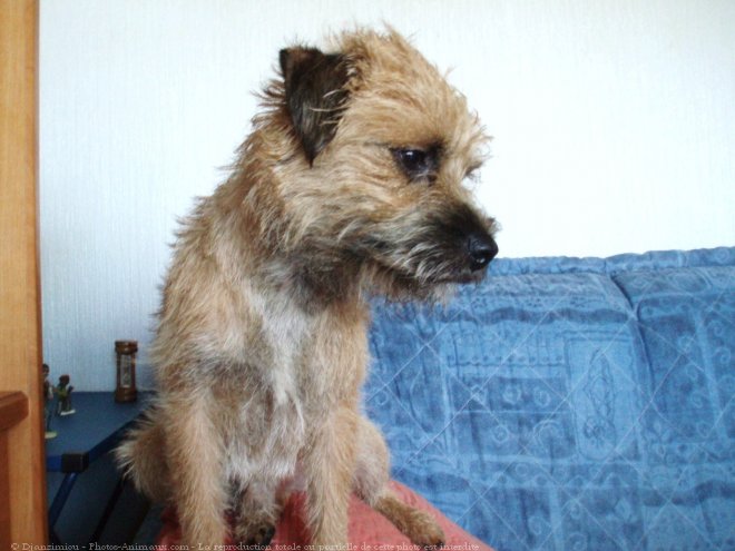 Photo de Border terrier