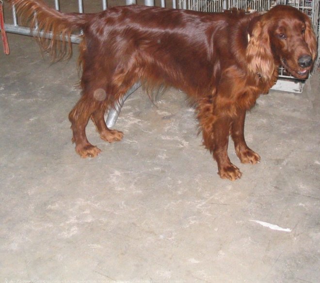 Photo de Setter irlandais rouge