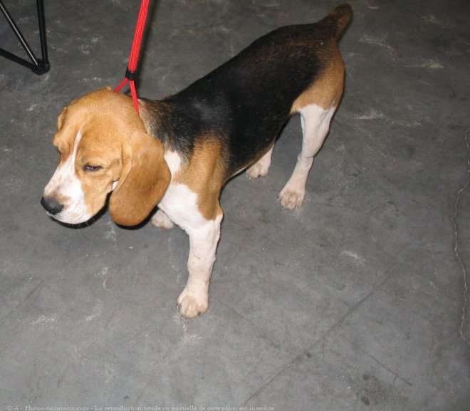 Photo de Beagle