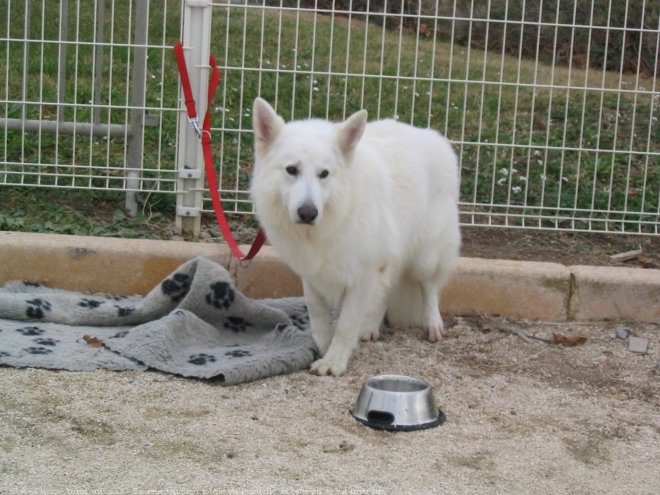 Photo de Berger blanc suisse