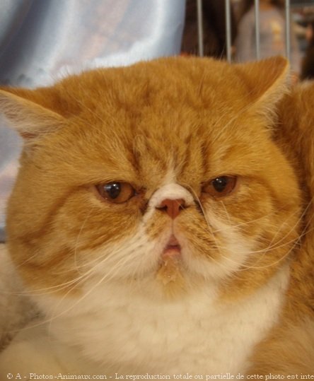 Photo d'Exotic shorthair