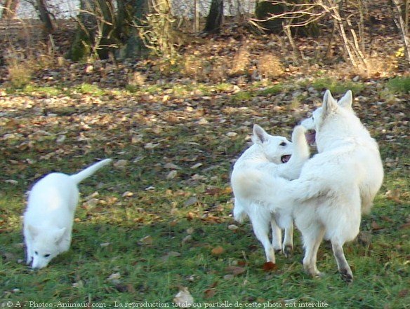 Photo de Berger blanc suisse