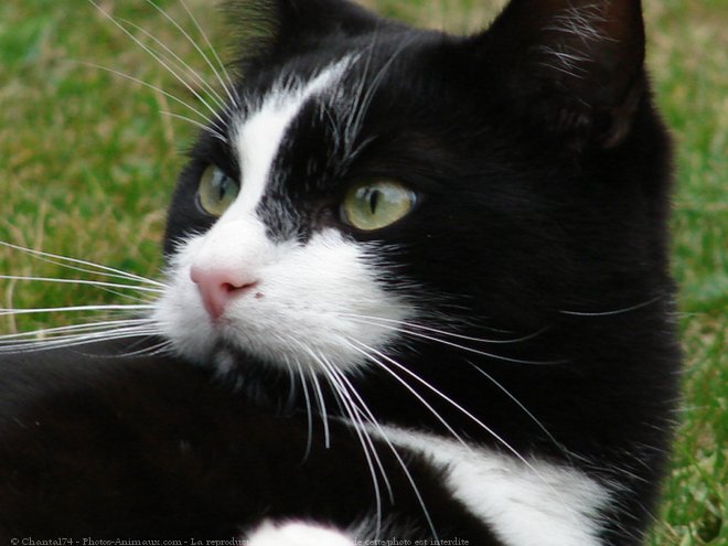 Photo de Chat domestique