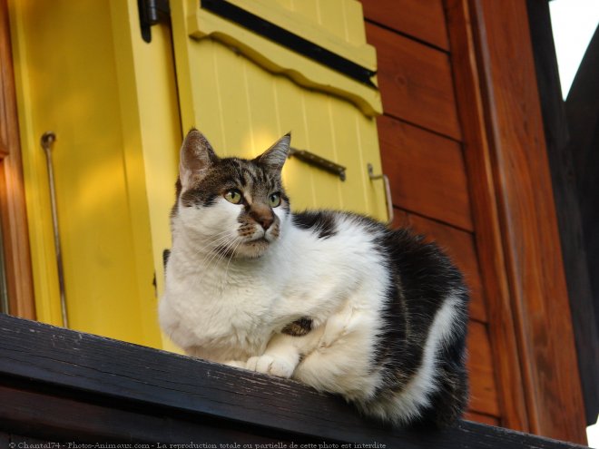 Photo de Chat domestique