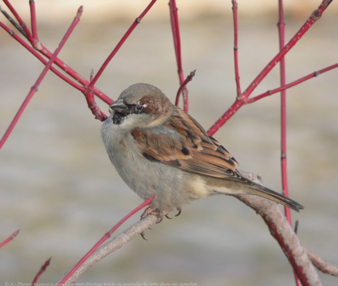 Photo de Moineau