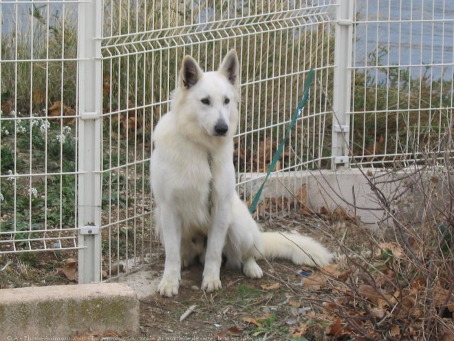 Photo de Berger blanc suisse