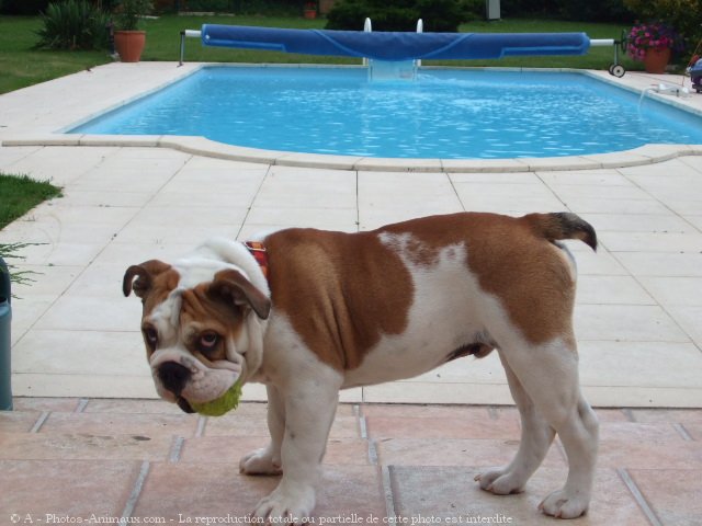 Photo de Bulldog