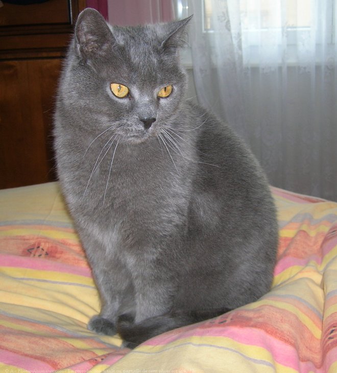 Photo de Chartreux