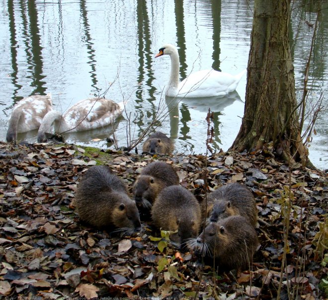 Photo de Cygne