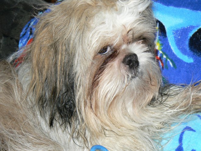 Photo de Shih tzu