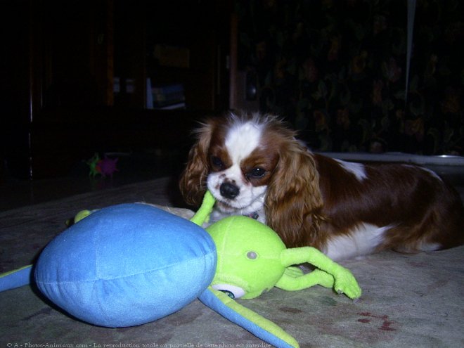 Photo de Cavalier king charles spaniel