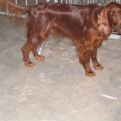 Photo de Setter irlandais rouge