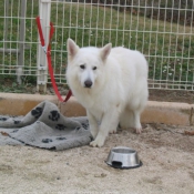 Photo de Berger blanc suisse