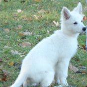 Photo de Berger blanc suisse