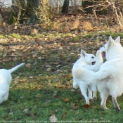 Photo de Berger blanc suisse