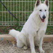 Photo de Berger blanc suisse