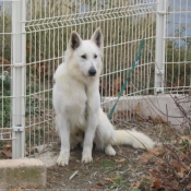 Photo de Berger blanc suisse