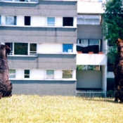 Photo de Races diffrentes