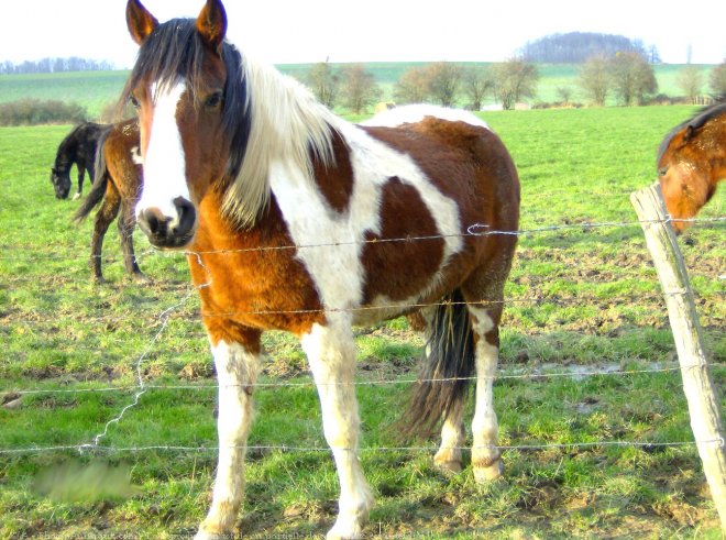 Photo de Paint horse