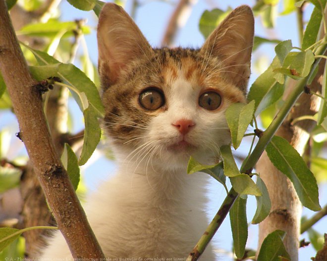 Photo de Chat domestique