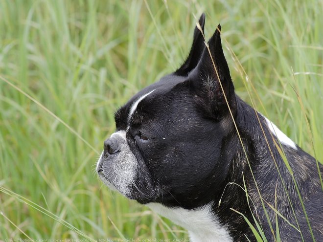 Photo de Boston terrier