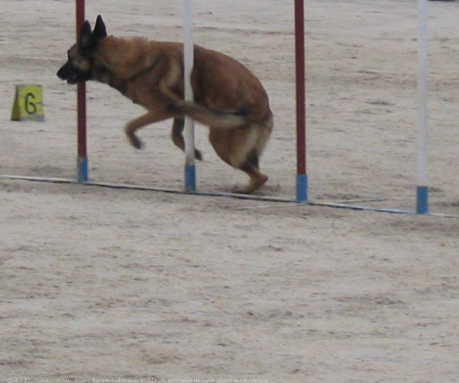 Photo de Berger belge malinois