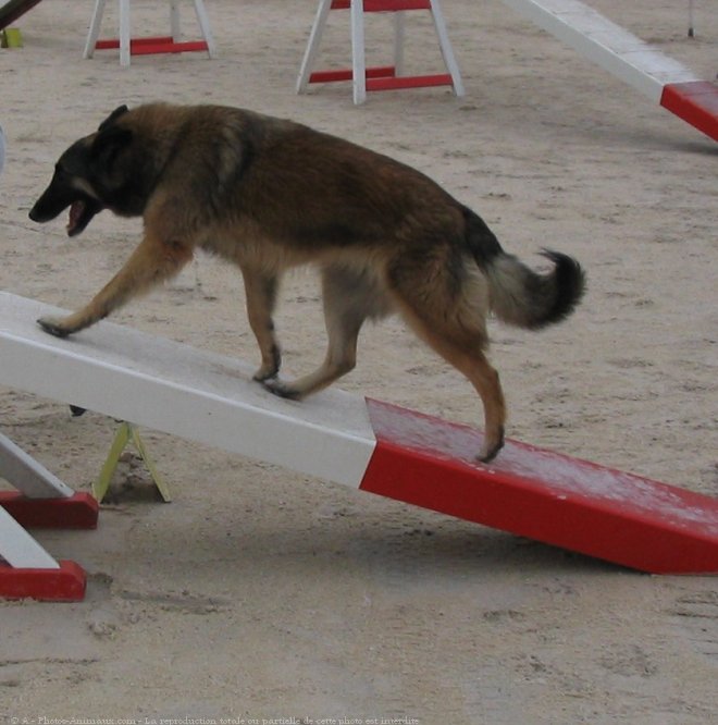 Photo de Berger belge tervueren