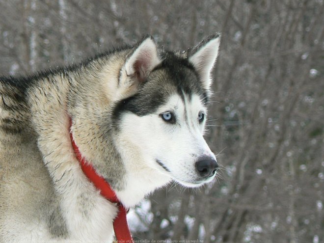 Photo de Husky siberien