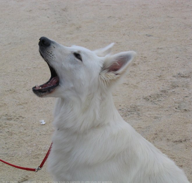 Photo de Berger blanc suisse